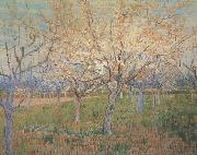 Orchard with Blossoming Apricot Trees (nn04)_ Vincent Van Gogh
